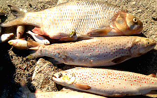 Katastrofa ekologiczna w rzece Dzierzgoń na Żuławach. Wyłowiono 300 kilogramów martwych ryb